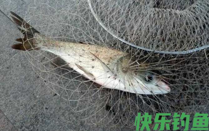 鲢鳙一般几月份好钓？(图2)