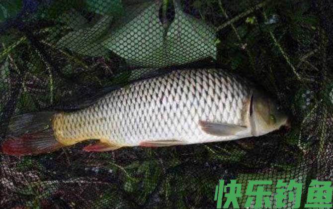 钓鲤鱼什么时候提竿？(图1)