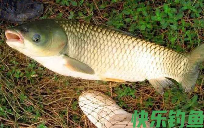 野钓草鱼钓浮还是钓底？(图1)
