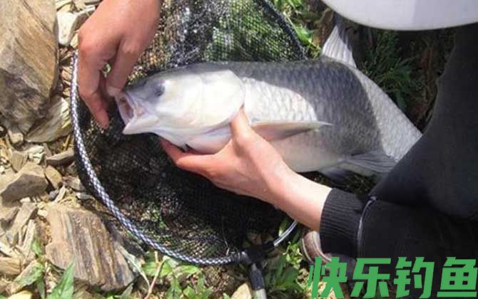 野钓青鱼打窝多久能钓？(图4)