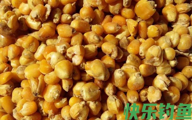 玉米适合什么季节钓鱼？(图1)