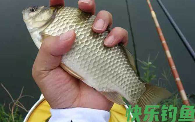 秋天野钓鲫鱼技巧及注意事项(图5)