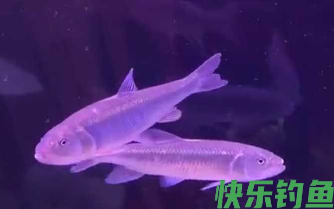 钓马口鱼最佳时间是什么时候？(图1)