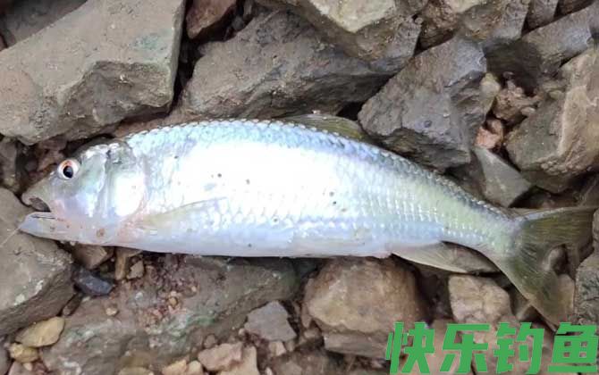 钓马口鱼最佳时间是什么时候？(图4)