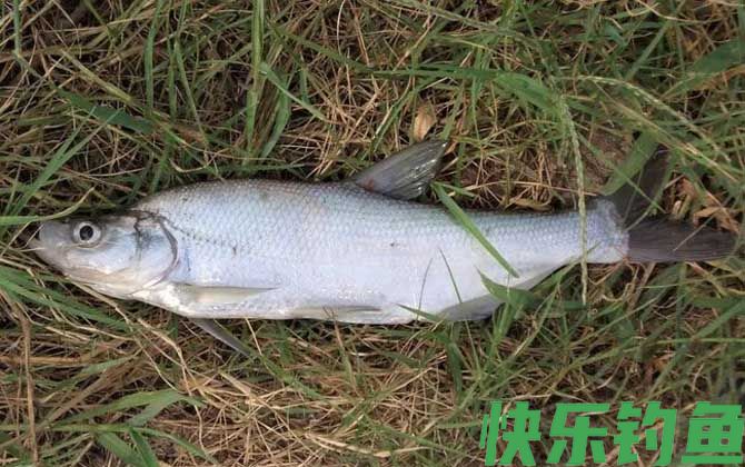 手竿怎么钓翘嘴上鱼快？(图3)