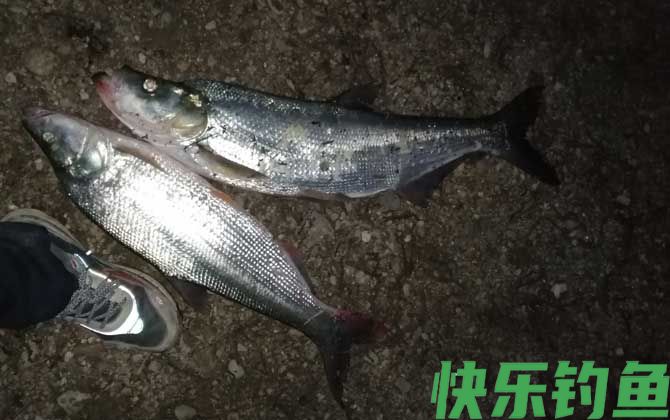 手竿怎么钓翘嘴上鱼快？(图4)