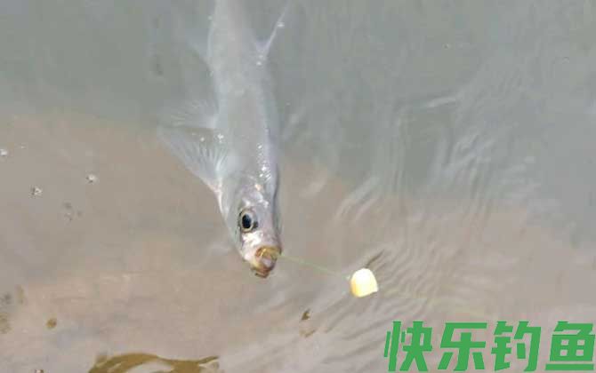手竿怎么钓翘嘴上鱼快？(图5)