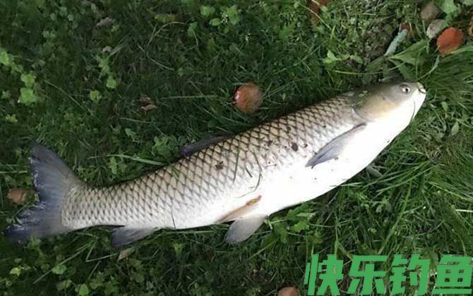 钓草鱼怎么调漂最好？(图3)