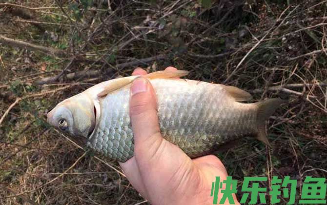 野钓鲫鱼需要打频率吗？(图1)