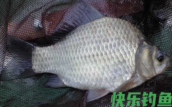 野钓鲫鱼需要打频率吗？(图2)