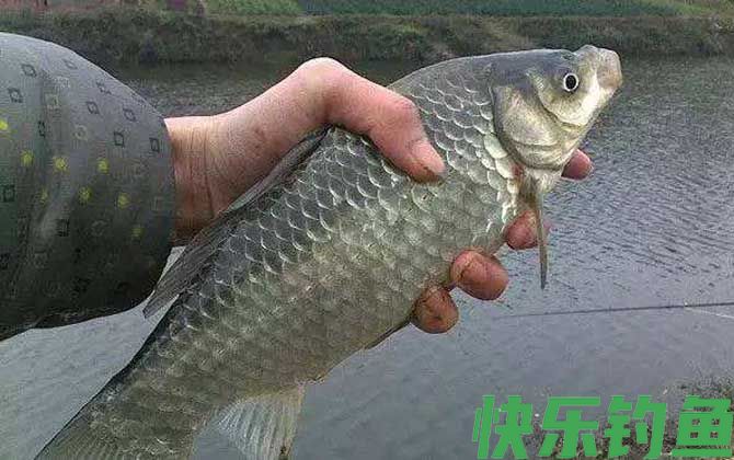 野钓鲫鱼需要打频率吗？(图4)