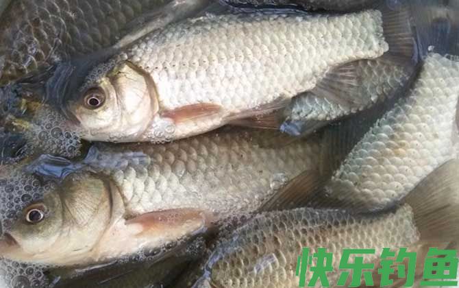 野钓鲫鱼需要打频率吗？(图3)