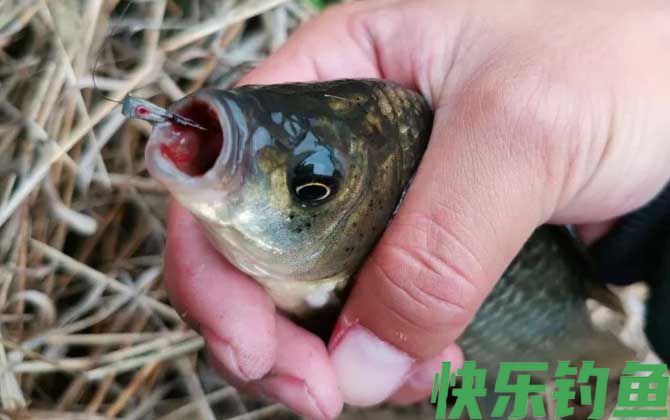 春季传统钓鲫鱼技巧及注意事项(图1) 春季传统钓鲫鱼技巧及注意事项(图1)