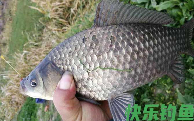 春季传统钓鲫鱼技巧及注意事项(图4) 春季传统钓鲫鱼技巧及注意事项(图4)