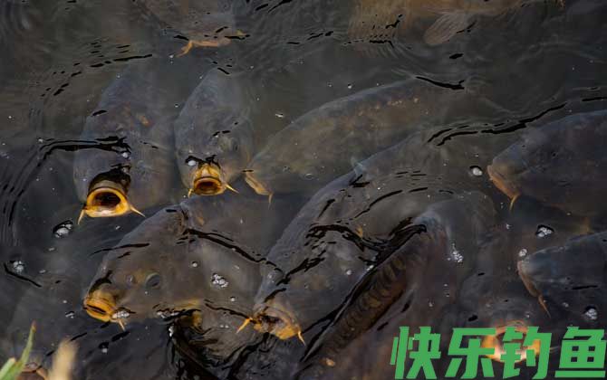 钓鲤鱼调几钓几最好？(图3)