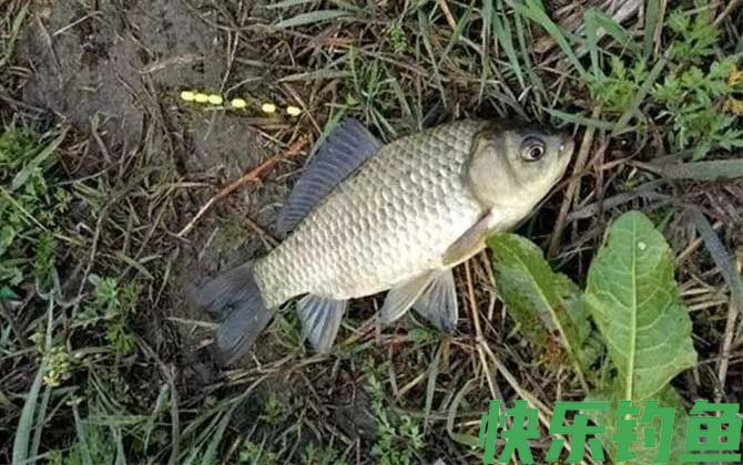 初夏钓鱼实用技巧大全(图4)