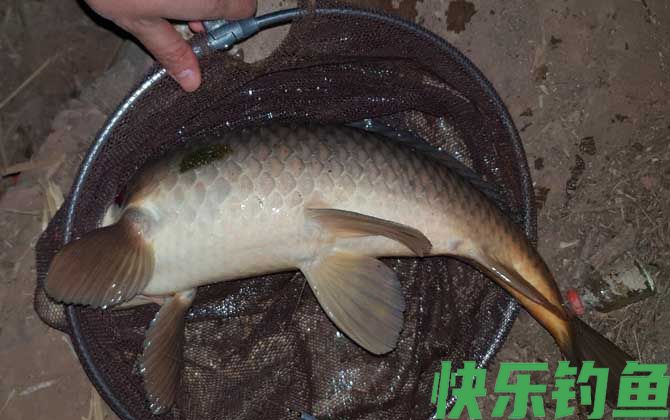初夏钓鱼实用技巧大全(图5)