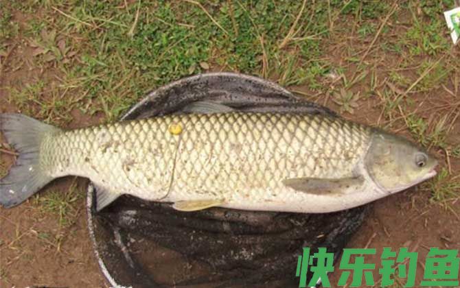 黑坑钓草鱼调漂的正确方法(图1)