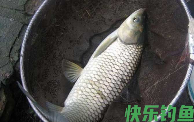 黑坑钓草鱼调漂的正确方法(图2)
