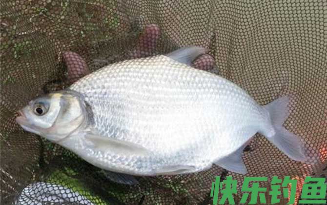 钓鳊鱼的最佳时间(图3)