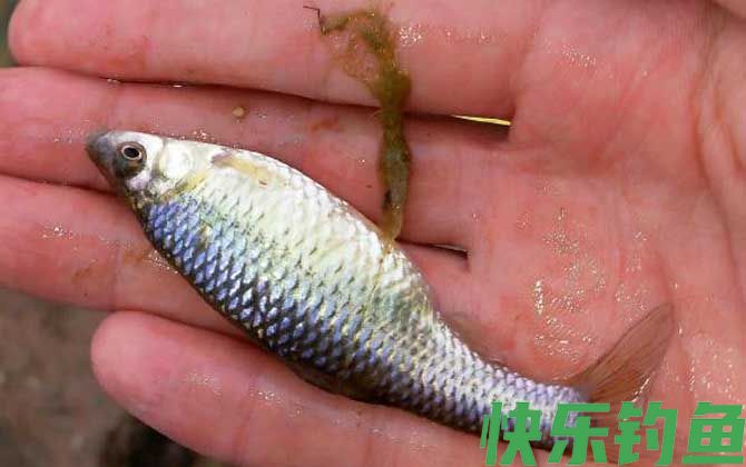 怎样钓麦穗鱼上钩率高？(图4)