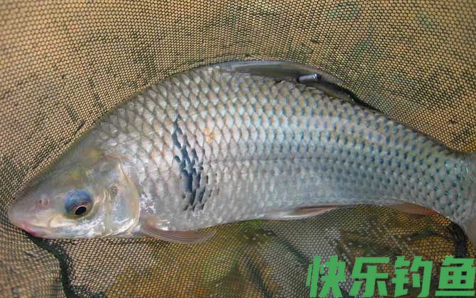 野钓鲮鱼怎么调漂最实用？(图3)