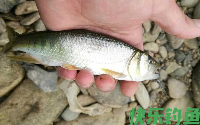 手竿钓马口鱼怎么调漂？(图3)