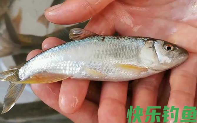 手竿钓马口鱼怎么调漂？(图2)