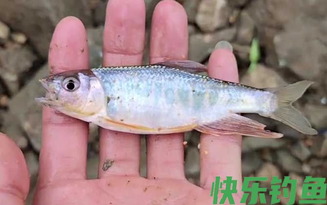 手竿钓马口鱼怎么调漂？(图4)