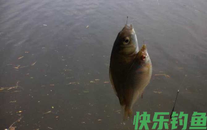 初春季节钓鲫鱼怎么钓？(图4)