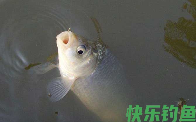 初春季节钓鲫鱼怎么钓？(图2)
