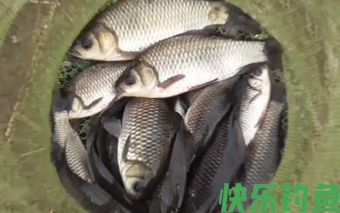 钓大鱼一定要钓底吗？(图2)