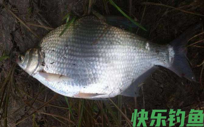 钓大鱼一定要钓底吗？(图4)