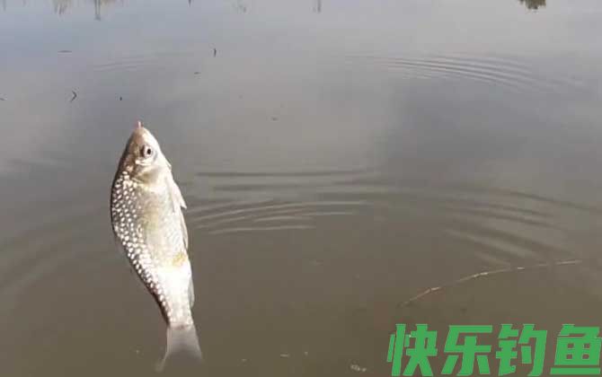 野钓怎么找钓位和鱼道？(图5)