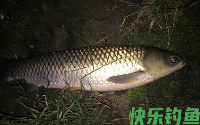 夜钓实用技巧大全(图4)
