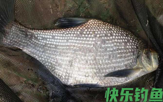 鳊鱼白天好钓还是晚上好钓？(图1)