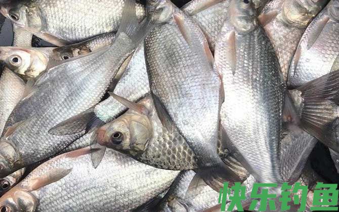 鳊鱼白天好钓还是晚上好钓？(图3)