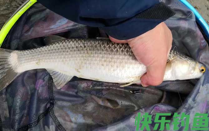 鲻鱼什么时候钓最适合？(图3)