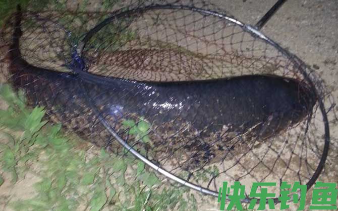 钓大青鱼的特效饵及钓法(图2)