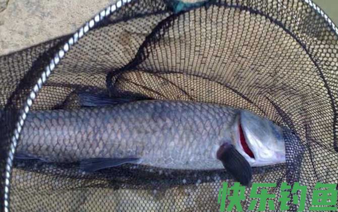 钓大青鱼的特效饵及钓法(图1)