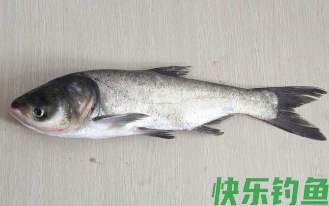 水深6、7米钓鲢鳙钓多深合适？(图1)