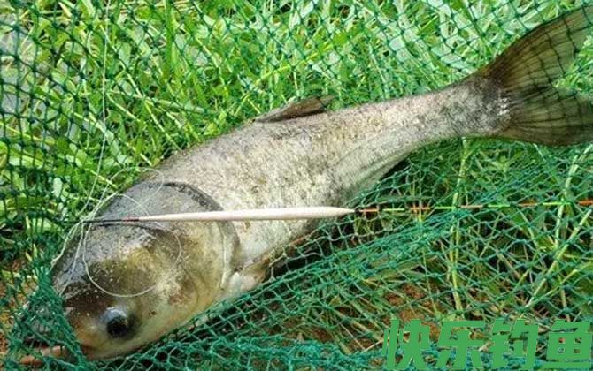 水深6、7米钓鲢鳙钓多深合适？(图3)