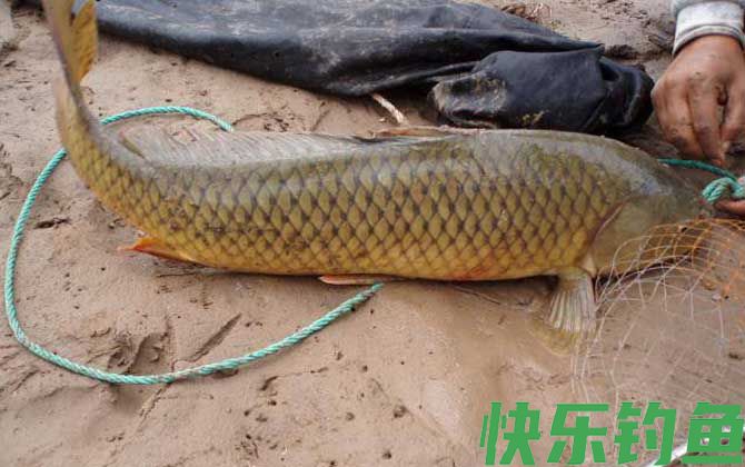 海杆怎样钓鲤鱼？(图3)