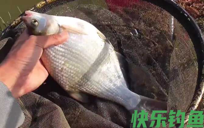 钓鳊鱼十句口诀及技巧(图4)