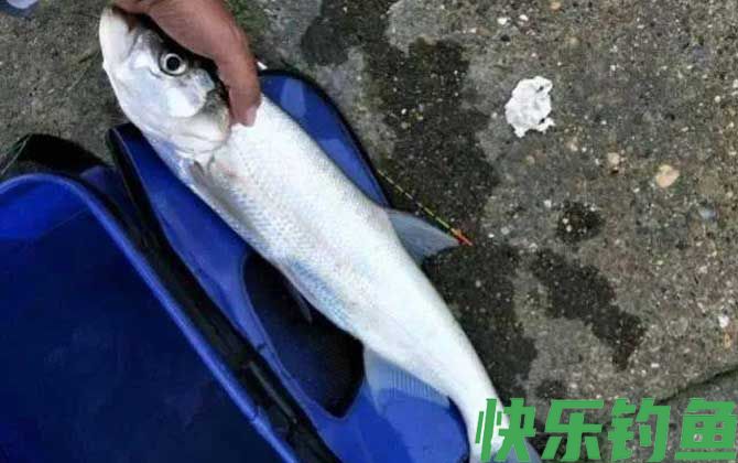 河里面翘嘴鱼怎么钓上鱼快？(图1)