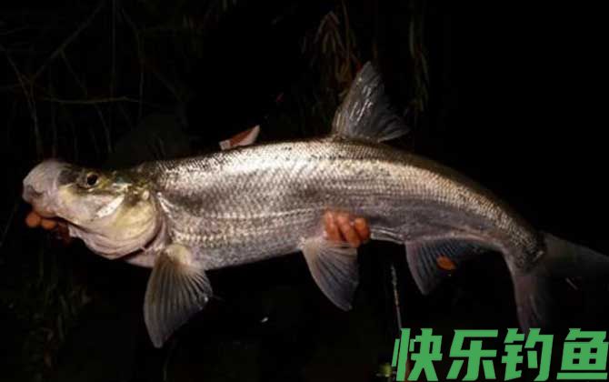 河里面翘嘴鱼怎么钓上鱼快？(图4)