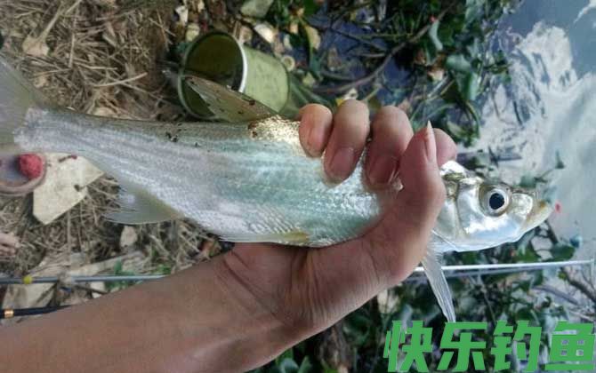 河里面翘嘴鱼怎么钓上鱼快？(图2)