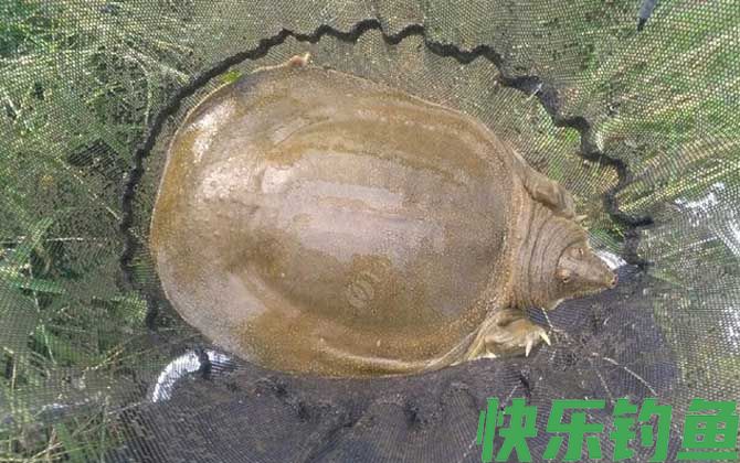 钓甲鱼的最佳季节是什么时候？(图2)