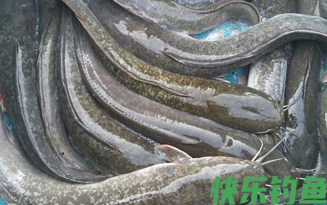 钓鲶鱼打窝技巧及钓法(图2)