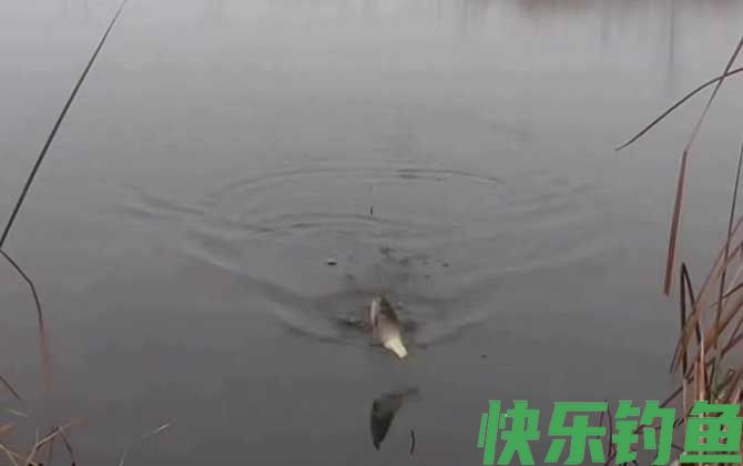 二月钓鱼的技巧和方法(图3)